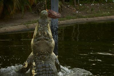 Snap result: Speckles the psychic crocodile predicts who will win Australian election