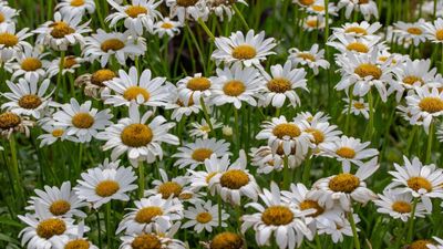 How to grow Shasta daisy – an expert grower say this luminous perennial will provide a wildflower look with minimal effort