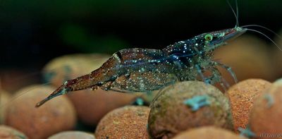 Scientists surprised to discover mayflies and shrimp making their bodies out of ancient gas