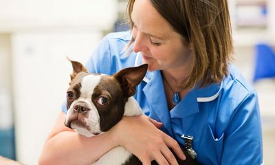 UK regulator could ban vet chains from linking incentives to certain treatments