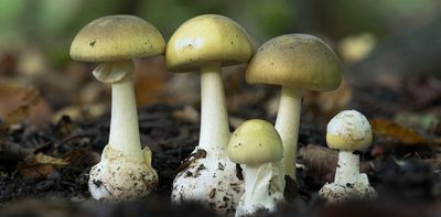 What is iNaturalist? The citizen science app playing an unlikely role in Erin Patterson’s mushroom murder trial