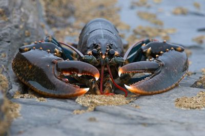 Despite Nvidia claims, Chinese smugglers have used live lobsters and fake baby bumps to traffic electronics