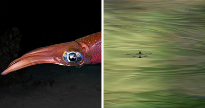 “Something Beautiful”: 11 Winners From The 2025 Close-Up Photographer Of The Year Challenge