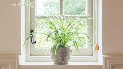I followed 3 simple steps to make my spider plant bushier – and it tripled in size after just a few weeks