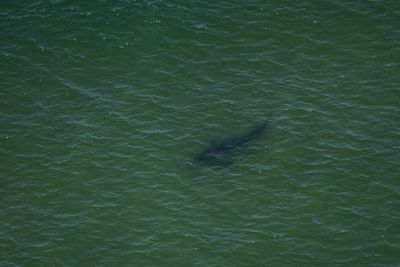 Tourist father and son help rescue great white shark stranded in shallow waters