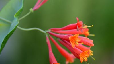 Native alternatives to invasive wisteria – 5 North American climbing plants with spectacular foliage and flowers to grow instead