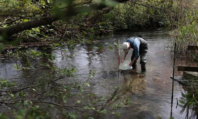 ‘Irreplaceable habitat’: planning bill raises fears for England’s chalk streams