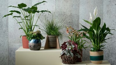 5 of the Worst Houseplants You Could Pick If You're a Beginner — They Might Not Survive Your Plant Parent Learning Curve