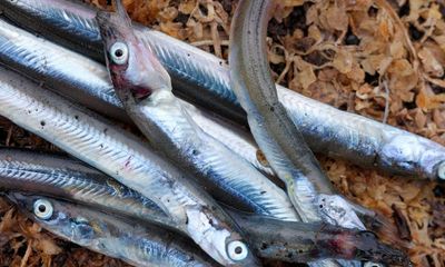 UK sand eel fishing ban remains in place despite EU legal challenge