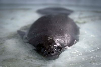Hope floats in the Amazon as Bacuri, a young manatee, fights for survival