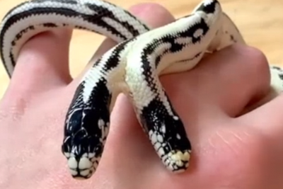 Rare two-headed snake hatches at pet store in 1-in-100,000 occurrence