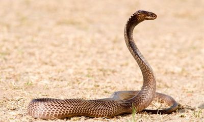 Snake collector’s immunity quest opens path towards universal antivenom
