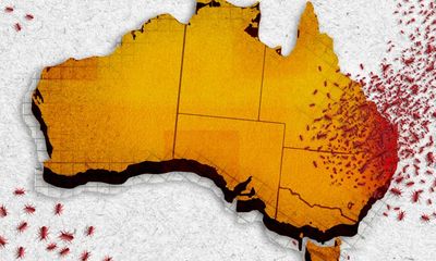 Sting operation: the fight against fire ants and allegations of threats, harassment and stalking