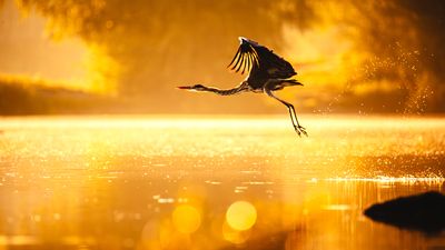 Golden nature, frozen artistry and the rhythm of tradition: Picture Award announces winners