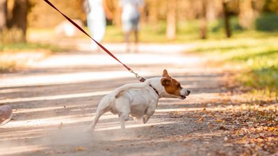 Stop your dog pulling toward people in public with this expert-approved tip