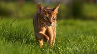The Abyssinian is the forever energetic cat breed that’s active and agile