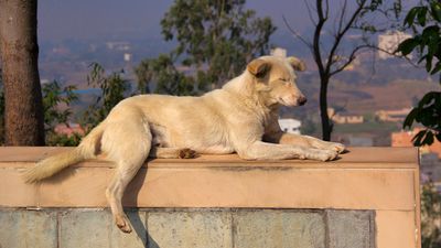 Street dogs: What they are, where they live, and how to help them