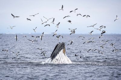 As Trump pares back ocean protections, California weighs expanding them
