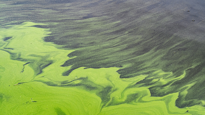 “Please be careful and avoid contact” - safety warning over toxic blue-green algae in Wales’ largest lake