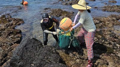 Legendary 'women of the sea' in South Korea freedive well into their 80s. A new study hints at how.