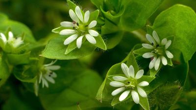 7 common weeds to watch out for in your backyard – and expert tips on how to remove them