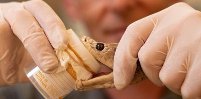 ‘Super antibodies’ for snake toxins: how a dangerous DIY experiment helped scientists make a new antivenom