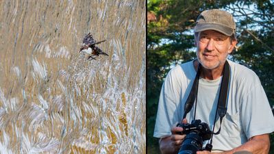 This mesmerizing photograph of a bird behind a waterfall isn’t just impressive, it proves how far camera tech has come