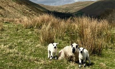 Country diary: Lambing season is in full swing
