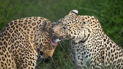 ‘Turned into mere commodities’: Inside South Africa’s illegal leopard trade