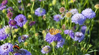 How to grow scabiosa – for dancing, detailed flower heads that will add a whimsical touch to any design scheme