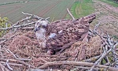 ‘You get attached to them’: nesting ospreys get villagers excited in Wales