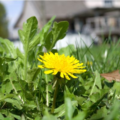 Dandelions are the stars of No Mow May – here's why you should keep them in your garden