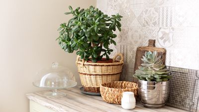 I stopped my jade plant turning red by making one small change – it's only grown plump green leaves ever since