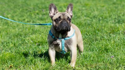 Millions of dog owners aren’t letting their dogs off leash due to theft fears