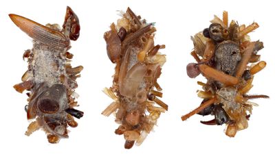 Bone collector caterpillar: The very hungry caterpillar of your nightmares