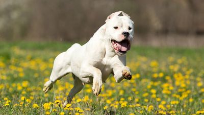 Dogo Argentinos are loyal and intelligent but also incredibly controversial