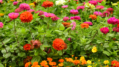 5 colorful flowers to plant in May for a beautiful summer garden
