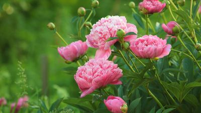 9 plants you should never grow from seed – save yourself time, money and hard work