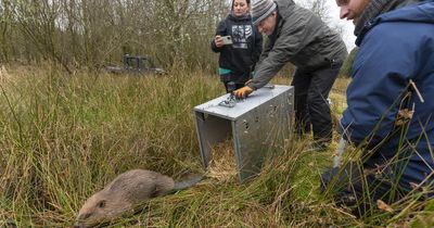 Farmer risked everything fighting for Scotland’s wild beavers