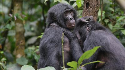 Nature's sister act sees female bonobos outranking stronger males