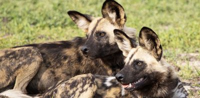 African wild dogs: DNA tests of their faeces reveal surprises about what they eat