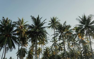 Best coconut perfumes for immaculate summer vibes