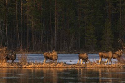 24-hour live coverage of Sweden’s epic moose migration draws to a close