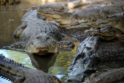 Tourist bitten by crocodile at Philippines wetlands park after mistaking it for statue