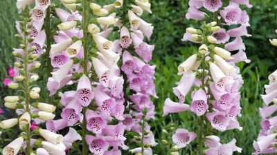 Foxglove varieties – 16 stunning, pollinator-friendly options for cottage garden charm