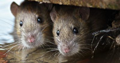 Scottish city’s council urged to declare a 'rat emergency', by trade union convener
