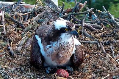 Breeding ospreys lay egg for the first time this year