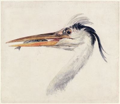 Turner’s Kingdom: Beauty, Birds and Beasts - 'charming little exhibition'