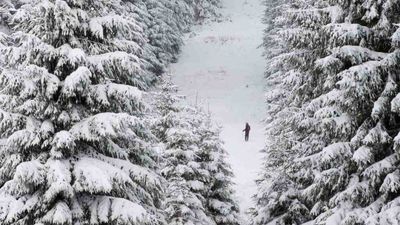 One man spent an entire year recording a pine tree. Hear the results as FOUR album epic is released