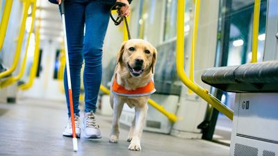AI is being used to help find the next generation of guide dogs in animal welfare ‘leap forward’